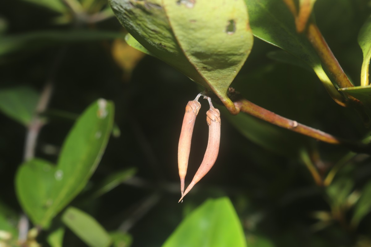 Aegiceras corniculatum (L.) Blanco